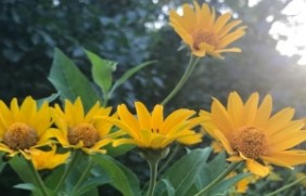 日光菊种子是多年生植物是一年生植