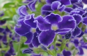 紫罗兰种子种植后多久可以开花，植物