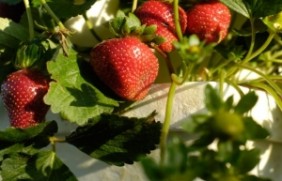 草莓种植的时候需要催芽吗？开花的时