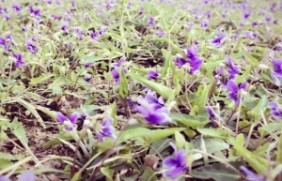 紫花地丁冬季可以开花吗，开花是什么