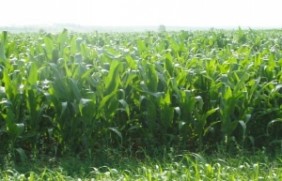 墨西哥玉米种子的种植方法，种植后多