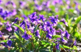 紫花地丁能在东北过冬吗？生长之后的