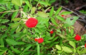蛇莓适合什么时候种植，冬季是要怎么