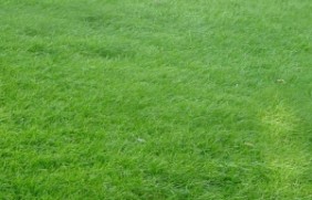 天堂草草坪可以做绿化的草坪吗？天堂