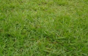 日本结缕草草坪种植一亩地需要使用