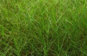 百喜草草坪可以混播种植吗？百喜草混