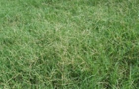 百慕大草坪种植一亩地需要使用多少