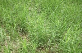 百喜草草坪如何养护？百喜草种植后可