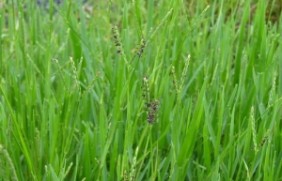 包衣宽叶雀稗草坪可以混播种植吗？包