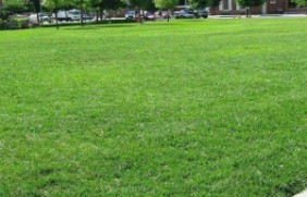 百喜草草坪可以使用几年？百喜草叶子