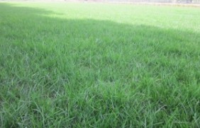 多年生黑麦草草坪冬天常绿吗？多年生