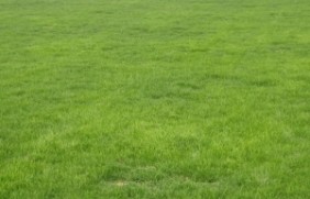 护坡高羊茅草坪种子多少钱一斤？护坡