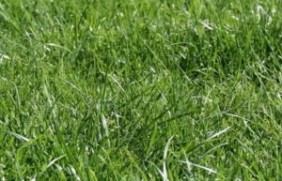 多年生黑麦草草坪每年都要重新种植