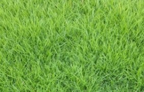 紫羊茅草坪如何养护？紫羊茅种植后可