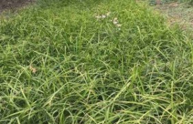 紫羊茅草坪种植和养护的方式？紫羊茅