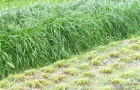多年生黑麦草草坪怎么浇水管理？多年