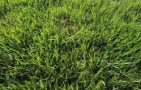 日本结缕草草坪什么时候播种适合？日