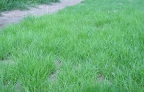 紫羊茅草坪可以使用多久？紫羊茅生长