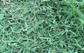 日本结缕草草坪如何养护？日本结缕草