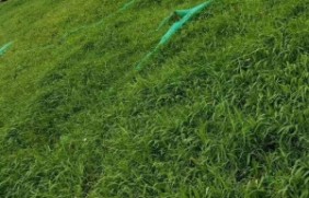 包衣宽叶雀稗草坪种植和养护的方式