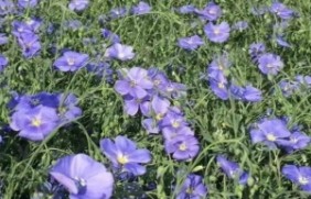 蓝花亚麻六倍种子种植很难发芽吗？种