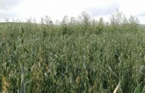 燕麦种子种植后亩产多少吨？种植后多