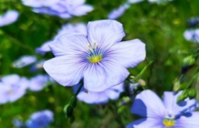 蓝花亚麻六倍种子冬季可以开花吗？花