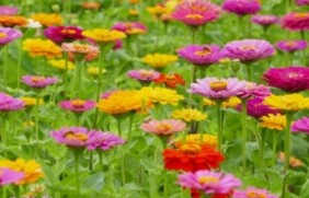 百日草开花的时候有几种颜色