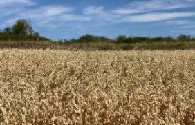 燕麦种子种植在东北种植效果好吗？6