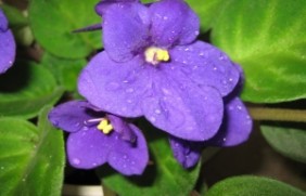 紫罗兰是花卉吗
