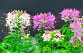 蜂室花种植后花朵有毒吗