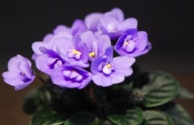 紫罗兰种植的种子需要催芽吗