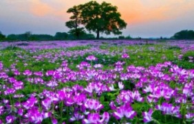 紫云英种子冬天可以种植吗？是多年生
