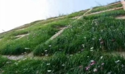 哪种草适合种植在甘肃的荒山上