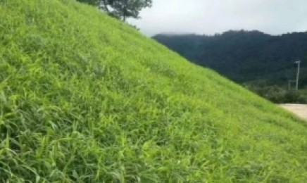 贵州荒山种植哪类草成活率更高？