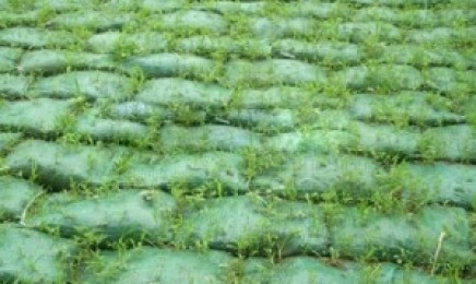甘肃省荒山复绿喷播适合哪种草