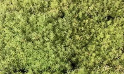 湖北省屋顶绿化有什么要求吗，种植的种类都有什么