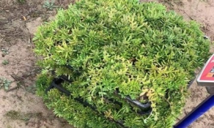 山东省使用佛甲草作为屋顶绿化使用可以吗，一平米需要多少种子？