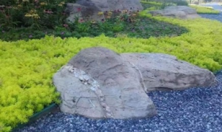 吉林省屋顶绿化哪种草效果好，适合种植在什么地方？