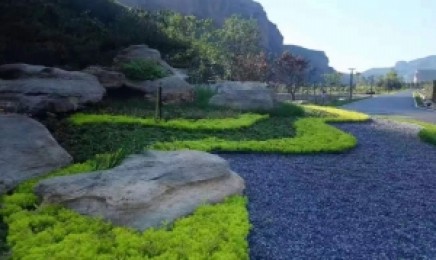 陕西省屋顶绿化使用佛甲草适合吗，佛甲草的原产地是哪？