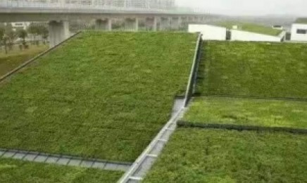 海南省佛甲草屋顶绿化技术有哪些优势，是多年生植物吗？