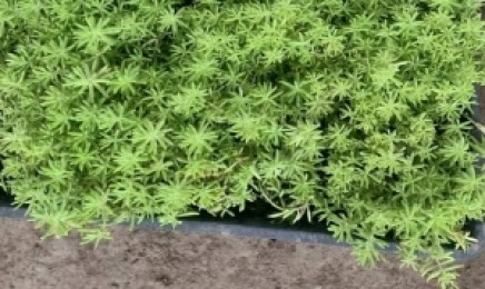 河南省佛甲草屋顶绿化价格多少钱，去哪里购买种子？