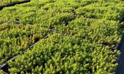 黑龙江省屋顶绿化一般都是选择什么品种，种植后发芽率怎么样？