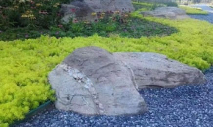 吉林省屋顶绿化可以使用佛甲草吗？种植以后效果怎么样？