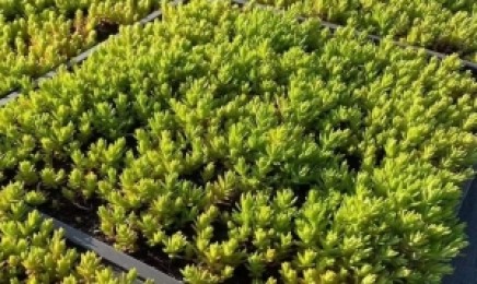 湖南省种植金叶佛甲草屋顶绿化种植时需要注意什么，种子在哪里购买？