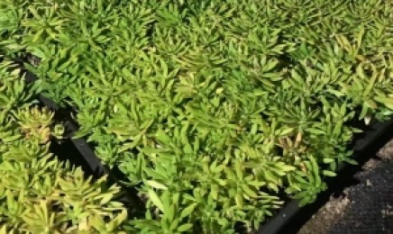 黑龙江省屋顶绿化可以使用种植青叶佛甲草，种植后需要浇水吗？