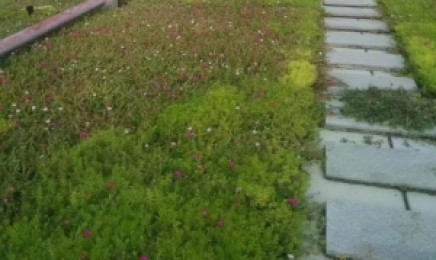 云南省屋顶绿化种植青叶佛甲草几月份种植，适合种植在什么地方？