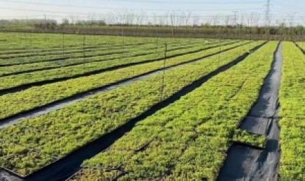 海南省屋顶绿化种植金叶佛甲草如何种植使用，适合作为屋顶绿化吗？