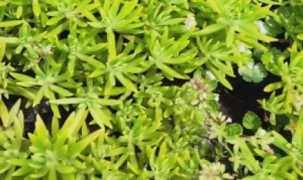 江西省屋顶绿化可以种植佛甲草吗，效果怎么样？