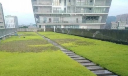 湖北省屋顶绿化种植佛甲草能用几年，青叶佛甲草适合福建省种植吗？